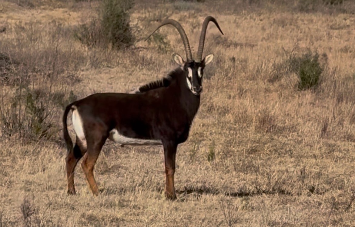 45 2/8" Sable bull